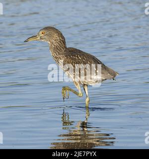 Schwarzkronenreiher, Jungfische auf der Nahrungssuche. Palo Alto Baylands, Santa Clara County, Kalifornien, USA. Stockfoto