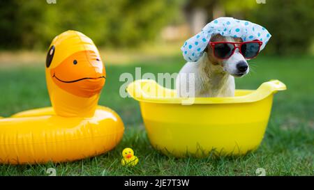 Hundejacker russell Terrier in einer Duschhaube und Sonnenbrille nimmt ein Bad auf dem Rasen. Stockfoto