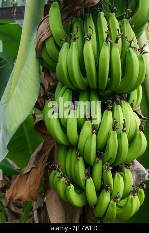 Grüner Bananenhaufen, Musa acuminata auf Baum in Australien Stockfoto