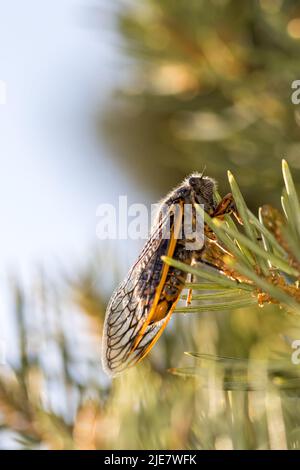 Einzelne orange und schwarze Cicada gut beleuchtet auf einem Kiefernzweig Stockfoto