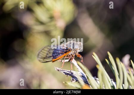 Makroansicht einer orangefarbenen und schwarzen Zikade mit einem blauen Auge, das gut auf einem Kiefernzweig beleuchtet ist Stockfoto