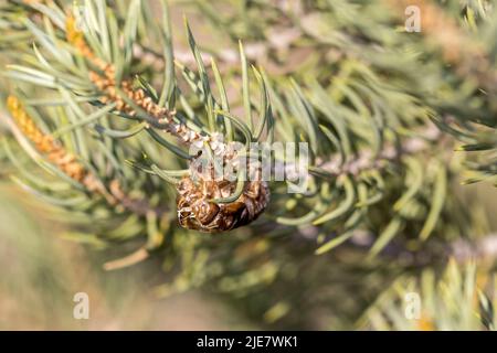 Nahaufnahme geschlüpftes Exoskelett der Cicada auf einem Kiefernzweig Stockfoto