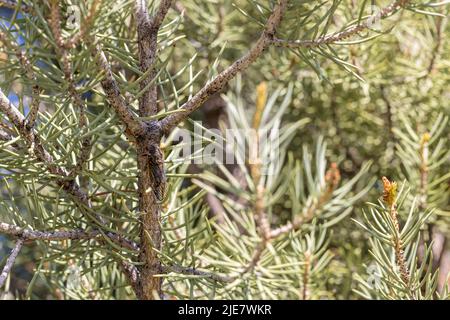 Einzelne Cicada versteckt und getarnt auf einem Kiefernzweig Stockfoto