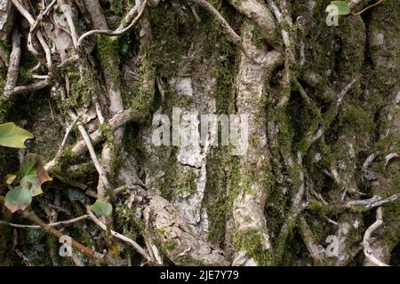 Detail des englischen Efeus (Hedera Helix), der auf einem Baum mit Flechten und Moos wächst Stockfoto