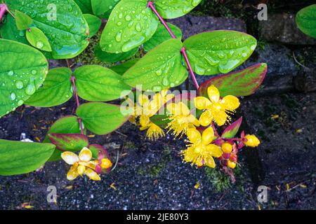 Schöne grüne Blätter und gelbe Blüten von Honigsuckle (Lonicera) Stockfoto