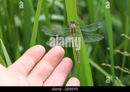 Die Fliege sitzt im Schilf am See Stockfoto