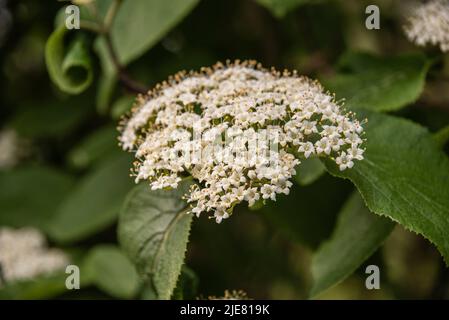 Nahaufnahme des Blütenstands eines mandschurischen Viburnums mit einem Haufen weißer Blüten Stockfoto