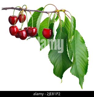 Reife rote Kirschen hängen auf Zweig isoliert auf weiß Stockfoto