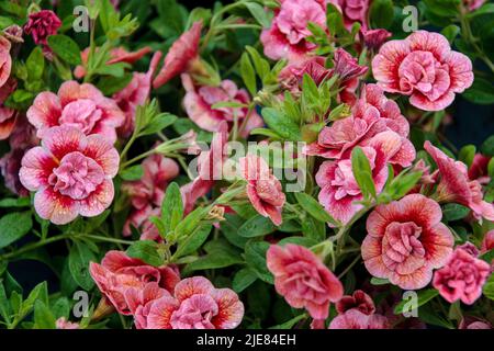 Calibrachoa. Helle Sommerblume zum Dekorieren eines Balkons oder einer Terrasse. Viele kleine rote Frottee-Glocken vor dem Hintergrund saftig grüner Blätter. Stockfoto