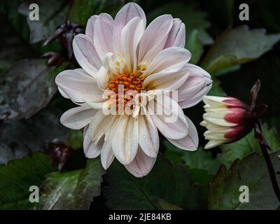 Weiße Dahlie aus der Nähe. Wunderschöne Dahlia-Blumen im Garten auf grünem Blatthintergrund. Stockfoto