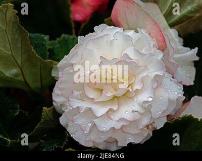 Große, doppelte Begonia-Blüten aus der Nähe. Blühende Pflanze von Begonia Hybrid elatior, Begoniaceae. Begonia Doppelte weiße Blume. Stockfoto