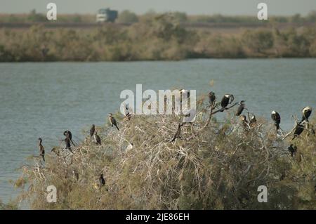 Große Kormorane Phalacrocorax carbo, Schilfkormorane Microcarbo africanus und LKW im Hintergrund. Oiseaux du Djoudj. Saint-Louis. Senegal. Stockfoto