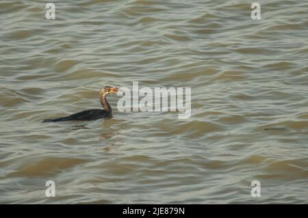 Reed Kormoran Microcarbo africanus mit einem Wels. Nationalpark Oiseaux du Djoudj. Saint-Louis. Senegal. Stockfoto