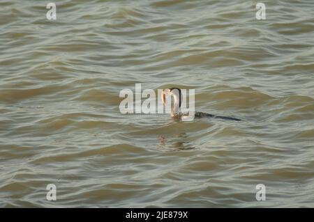 Reed Kormoran Microcarbo africanus mit einem Wels. Nationalpark Oiseaux du Djoudj. Saint-Louis. Senegal. Stockfoto