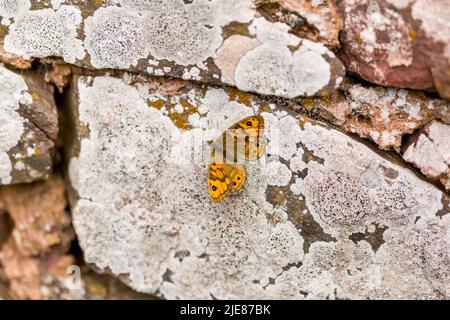 Wand Brauner Schmetterling, der sich im Frühsommer an einer alten Steinmauer bei Sonnenschein neben dem Berwickshire Coast Path, Schottland, sonnt. Stockfoto