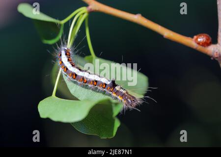 Raupe der grauen Dolchmotte (Acronicta psi), die sich auf dem Birnenblatt ernährt. Stockfoto