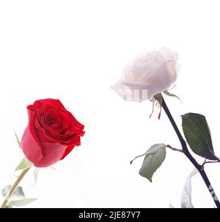 Rote Rosen und weiße rose auf isolierte Hintergrund Stockfoto