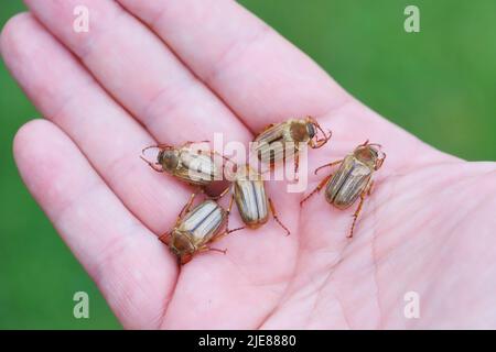 Sommerkäfer oder Junikäfer (Amphimallon solstitialis). Käfer auf der Hand. Stockfoto