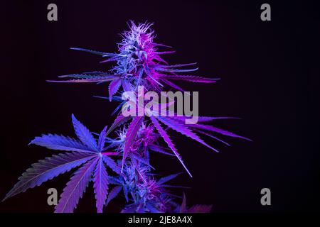 Dunkelviolette Cannabispflanze. Marihuana Blume. Medizinisches Marihuana in violettem Neonlicht auf schwarzem Hintergrund. Ästhetisch schöner Hanf Stockfoto