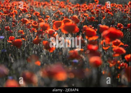 Lebendiges Mohn-Feld in Lettland Stockfoto