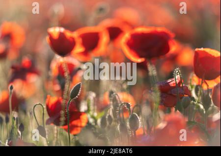 Lebendiges Mohn-Feld in Lettland Stockfoto