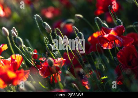 Lebendiges Mohn-Feld in Lettland Stockfoto
