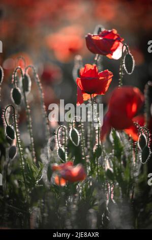 Lebendiges Mohn-Feld in Lettland Stockfoto