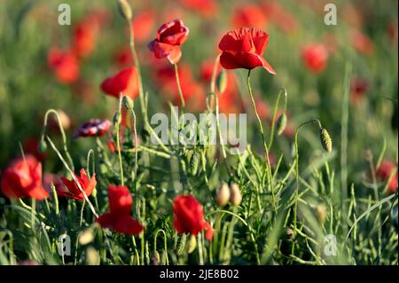 Lebendiges Mohn-Feld in Lettland Stockfoto