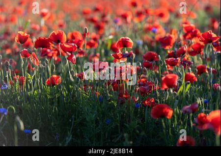 Lebendiges Mohn-Feld in Lettland Stockfoto