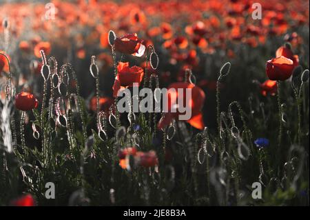 Lebendiges Mohn-Feld in Lettland Stockfoto
