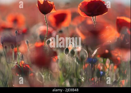 Lebendiges Mohn-Feld in Lettland Stockfoto