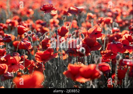 Lebendiges Mohn-Feld in Lettland Stockfoto