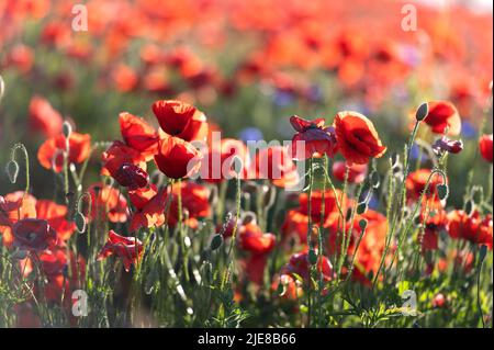 Lebendiges Mohn-Feld in Lettland Stockfoto