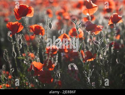 Lebendiges Mohn-Feld in Lettland Stockfoto