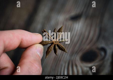 Anisstern aus der Pflanze Pimpinella anisum. Hochwertige Fotos Stockfoto