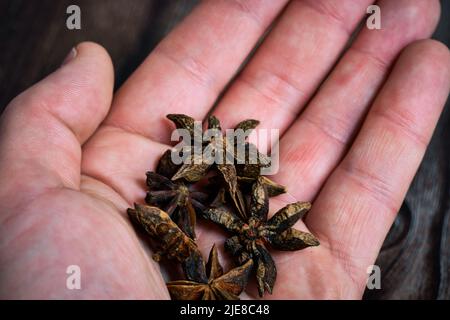 Anisstern aus der Pflanze Pimpinella anisum. Hochwertige Fotos Stockfoto