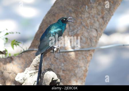 Der langschwanzige, glänzende Star Lamprotornis caudatus ruft. Tambacounda. Senegal. Stockfoto