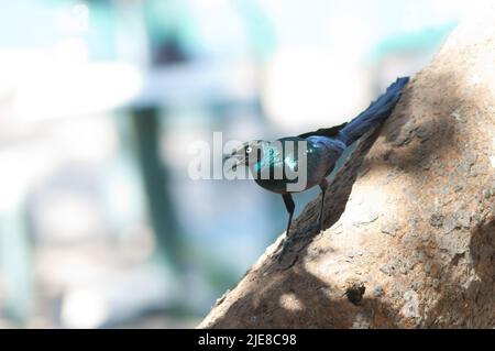 Der langschwanzige, glänzende Star Lamprotornis caudatus ruft. Tambacounda. Senegal. Stockfoto