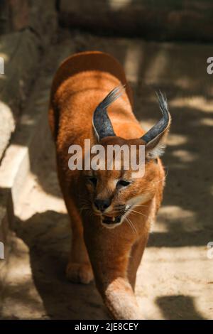 Caracal, in grüner Grasvegetation. Schöne Wildkatze in Naturlebensraum. Tier von Angesicht zu Angesicht auf Schotterpiste, Felis caracal. Wildtierszene Fr. Stockfoto