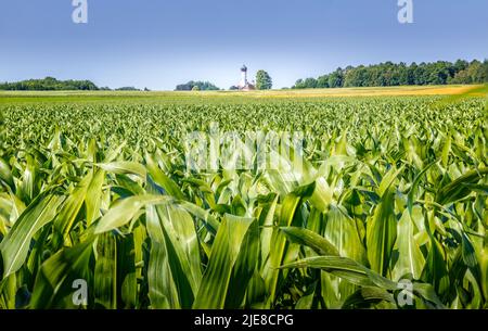 Die Kirche St. Johannes Baptist in Kaufering, Bayern hinter einem Maisfeld Stockfoto