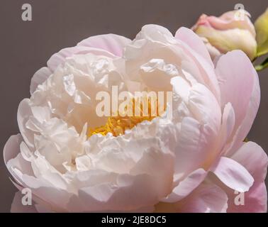 Eine zart duftende, einzelne, hellrosa Pfingstrose mit einer Knospe Stockfoto