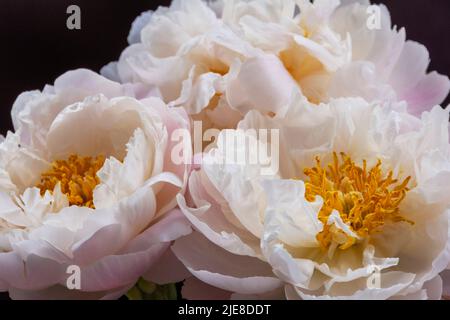 Drei rosa-weiße, wunderschöne Blütenpeionien mit den Zentren im feinen Detail Stockfoto