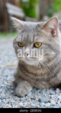 Porträt eines Haustieres schottischer gerader Katze, britische Nahaufnahme im Freien. Ein Tier von gestreifter grauer Farbe mit gelben Augen schaut nach draußen Stockfoto
