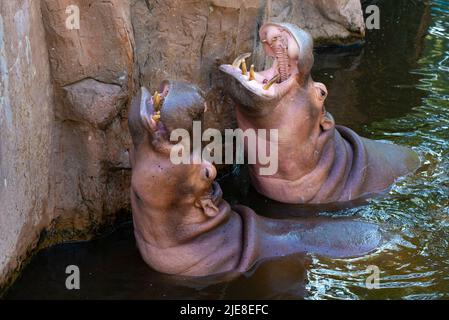 CHIANG MAI, THAILAND - 20. DEZEMBER 2018: Zwei Nilpferde bettelten im Zoo von Chiang Mai um Essen Stockfoto