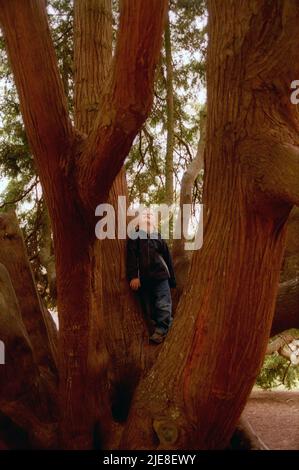 Kleiner Junge, der auf riesigen Baumstümpfen zahlt. Stockfoto