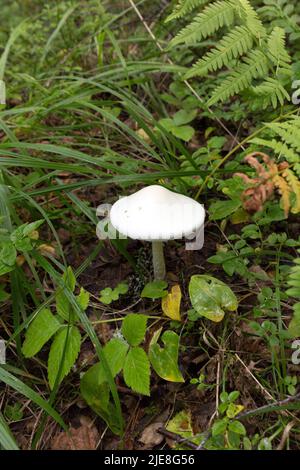 Blick auf den Amanita-Bisporigera-Pilz in Finnland Stockfoto