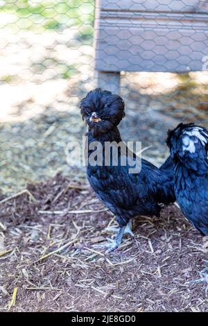 Eine Gruppe polnischer Hühner außerhalb ihres Coop Stockfoto