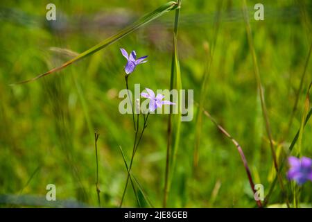 Schöne Nahaufnahme von blauen, violetten Blüten auf der Sommerwiese Stockfoto