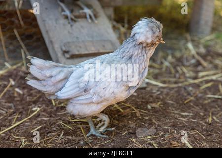 Eine Gruppe polnischer Hühner außerhalb ihres Coop Stockfoto