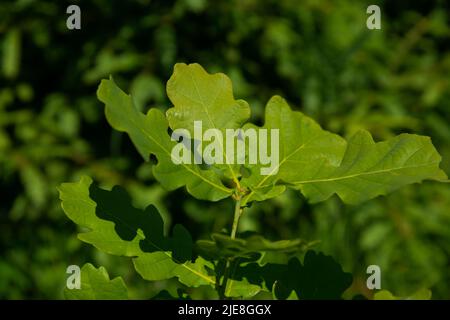 Grüne Eichenblätter auf einem Zweig im Sonnenlicht Stockfoto